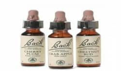 Flores de Bach Originales 20 ml. (Tintuta Madre)